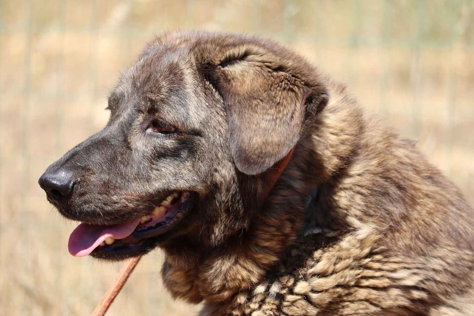 Lucy