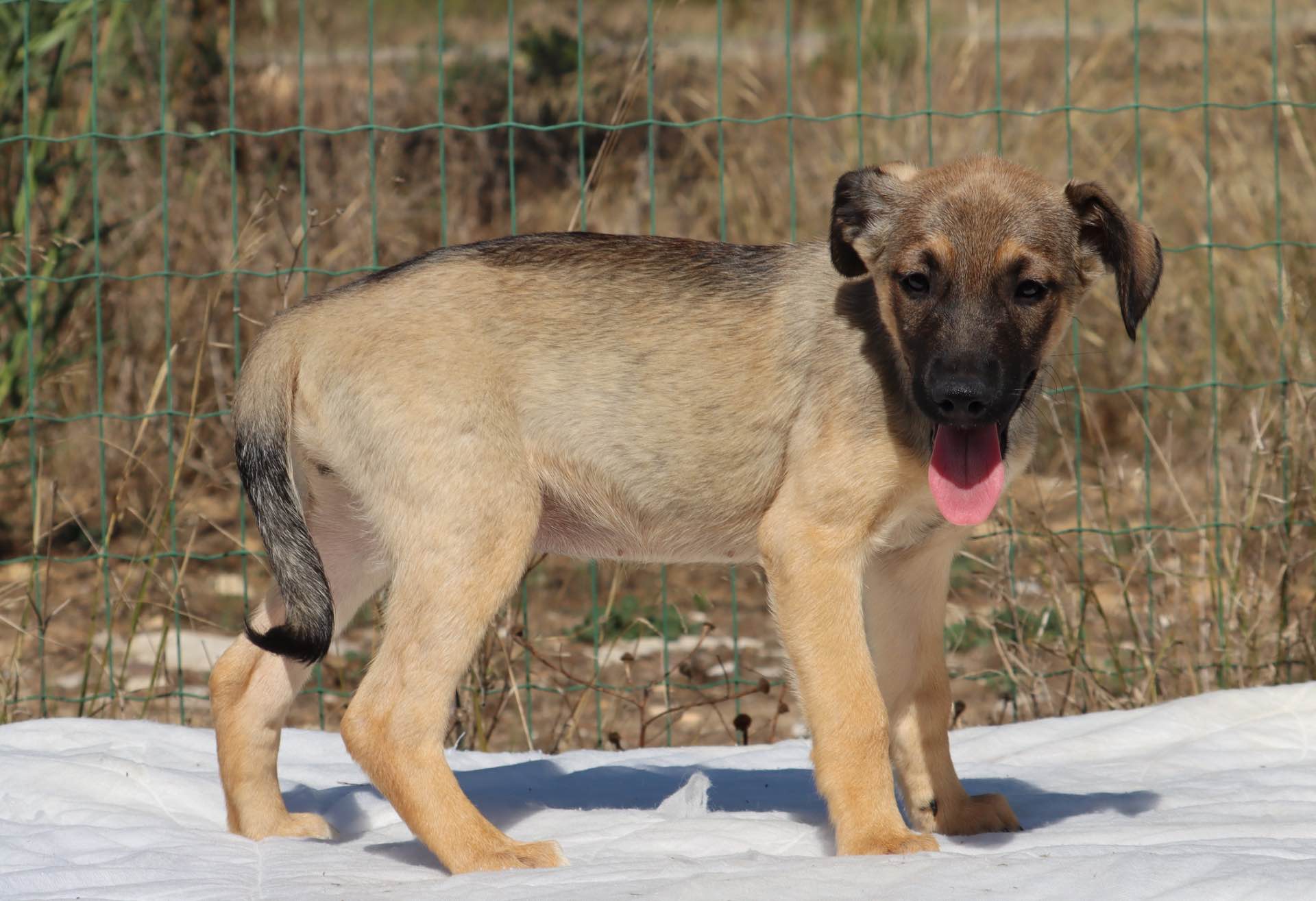 Tekas
