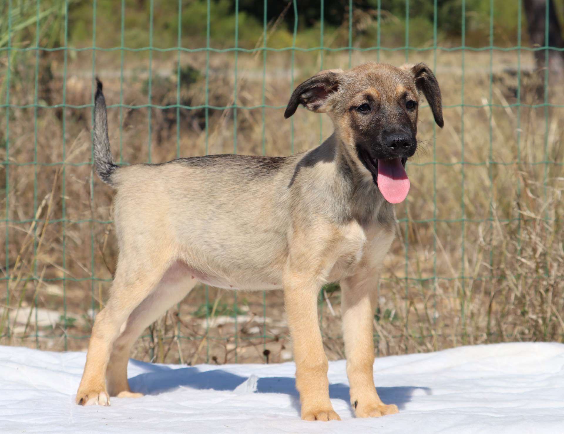 Tekas
