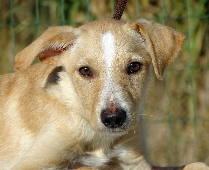 Fox Terrier e Podengo Português Pequeno