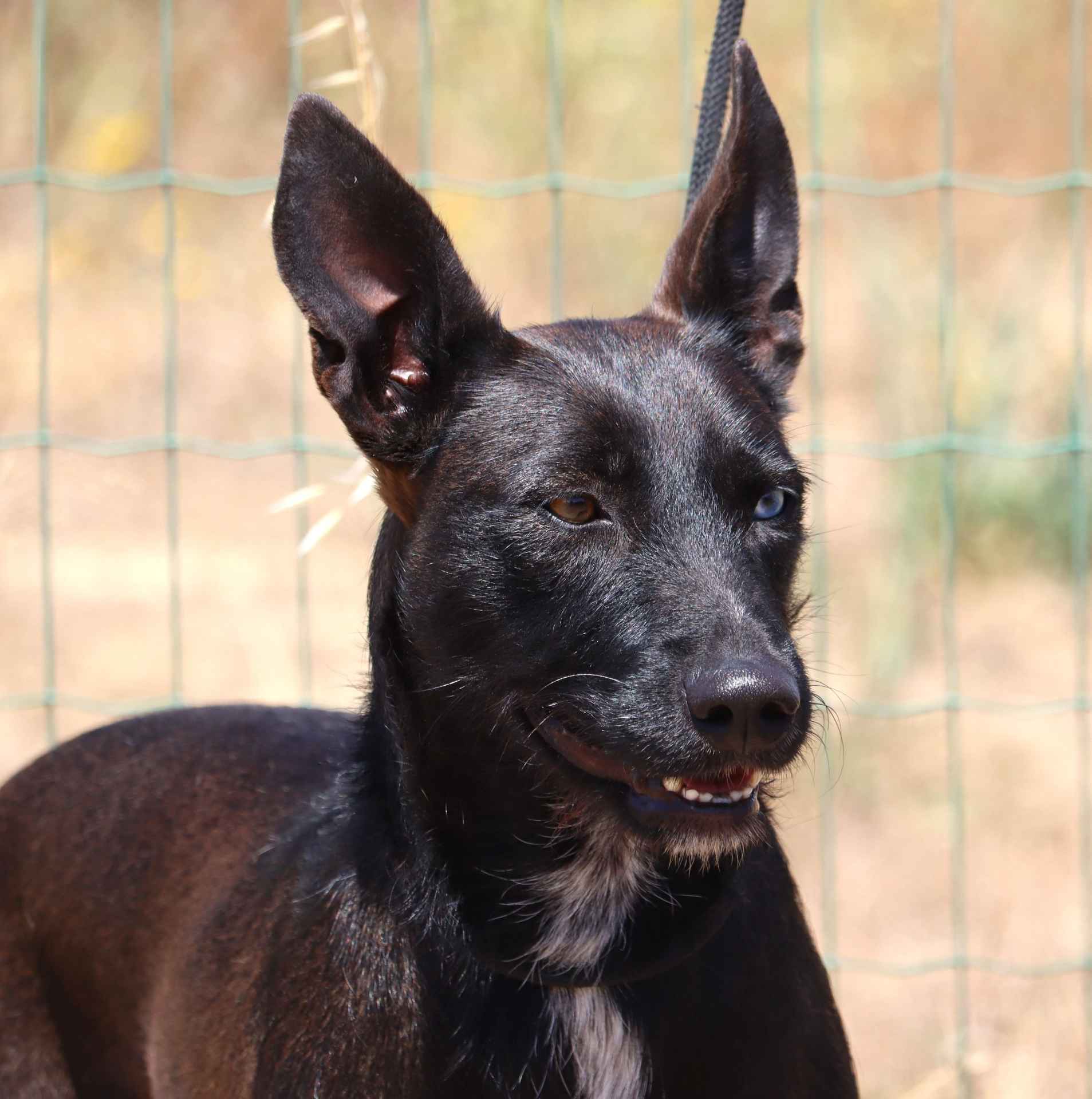 Raposinha