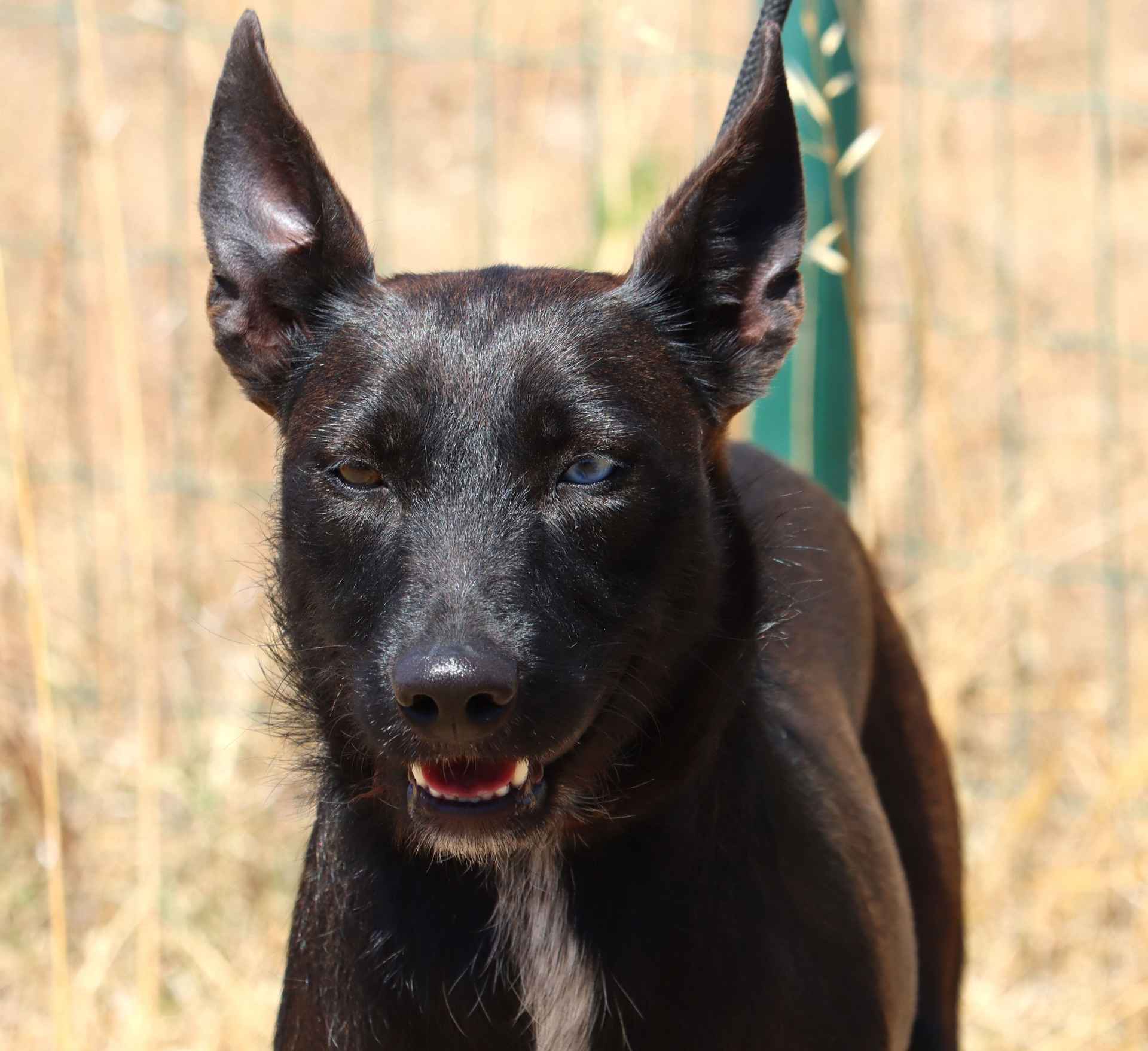 Raposinha