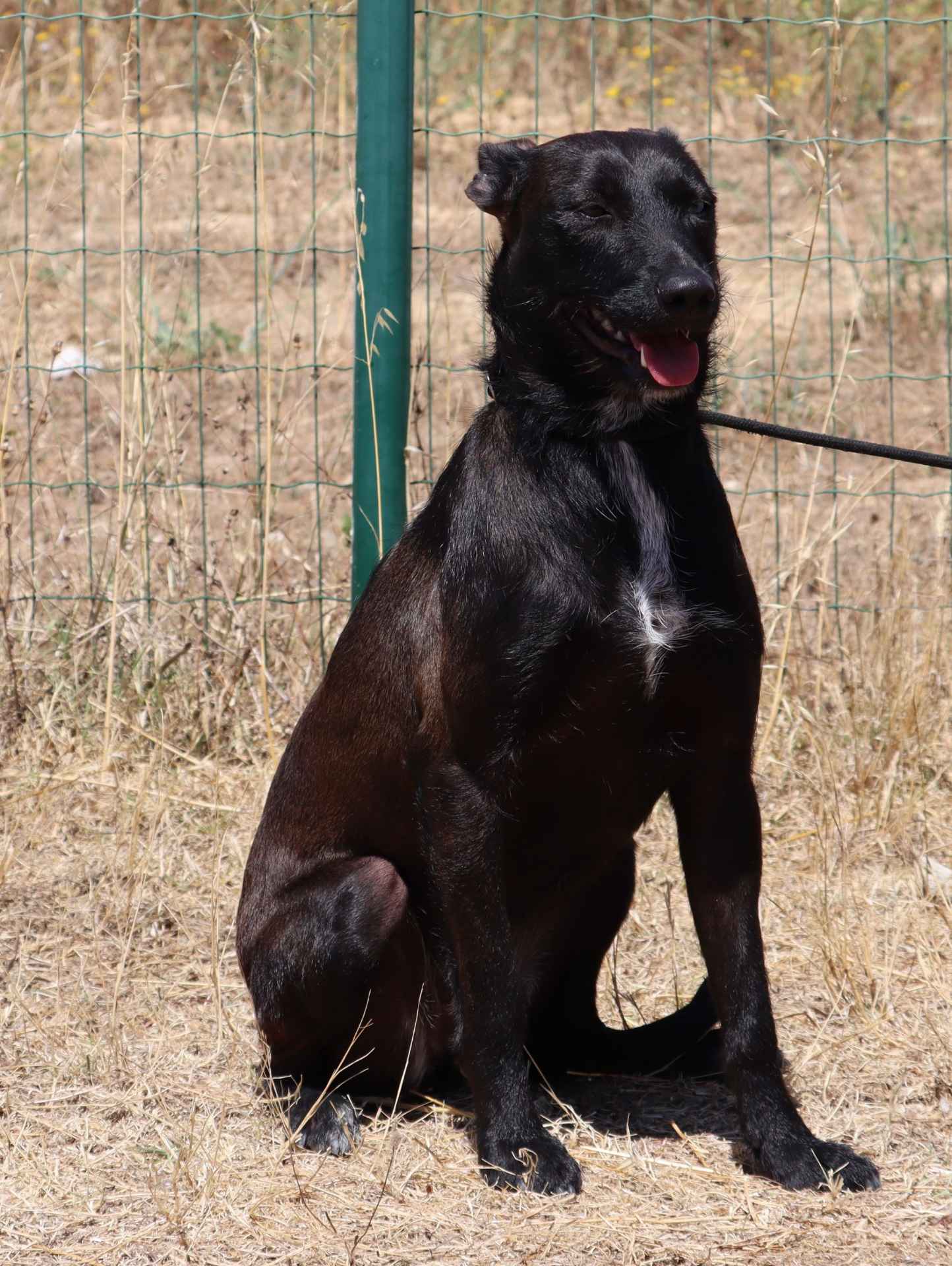 Raposinha