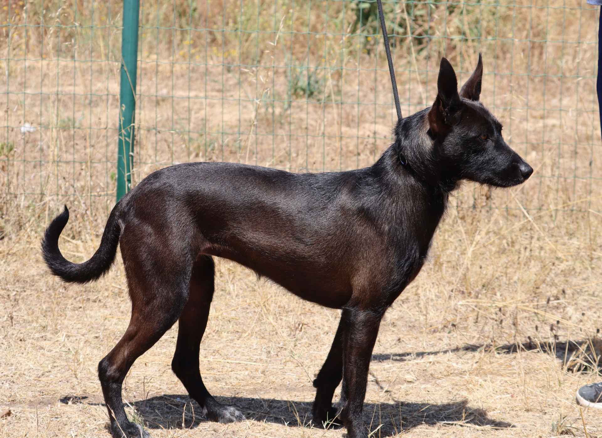 Raposinha
