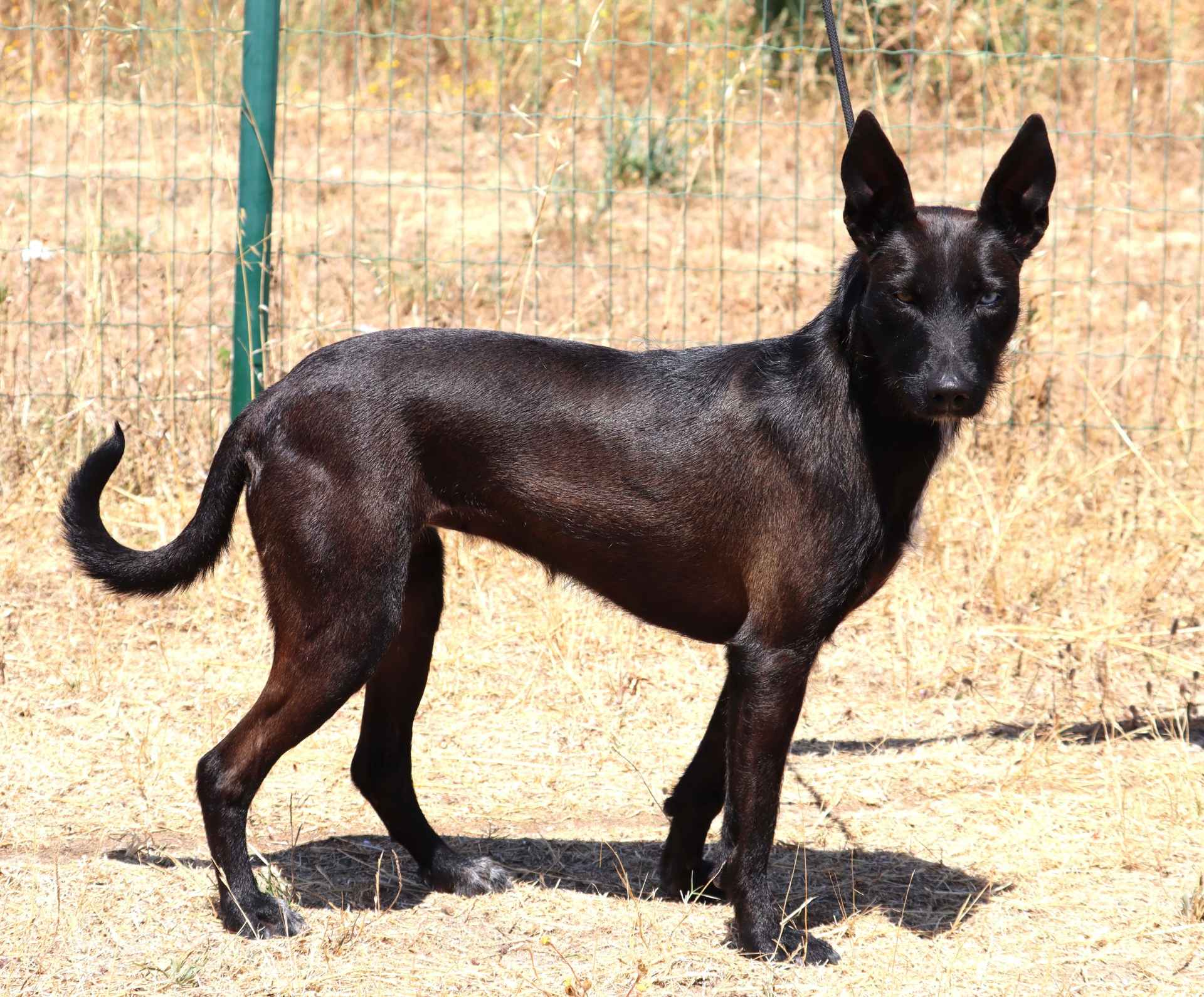 Raposinha