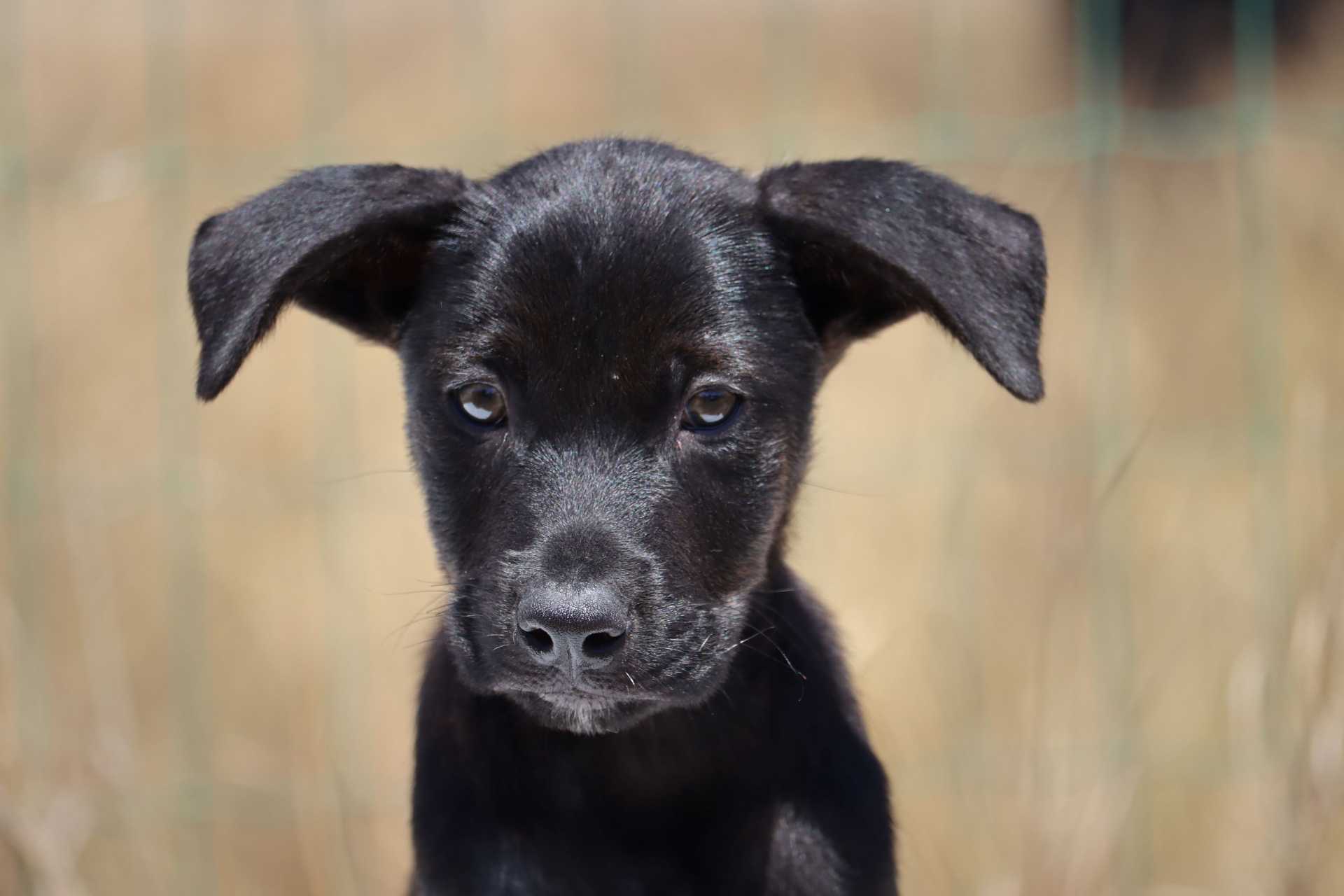 Sammy