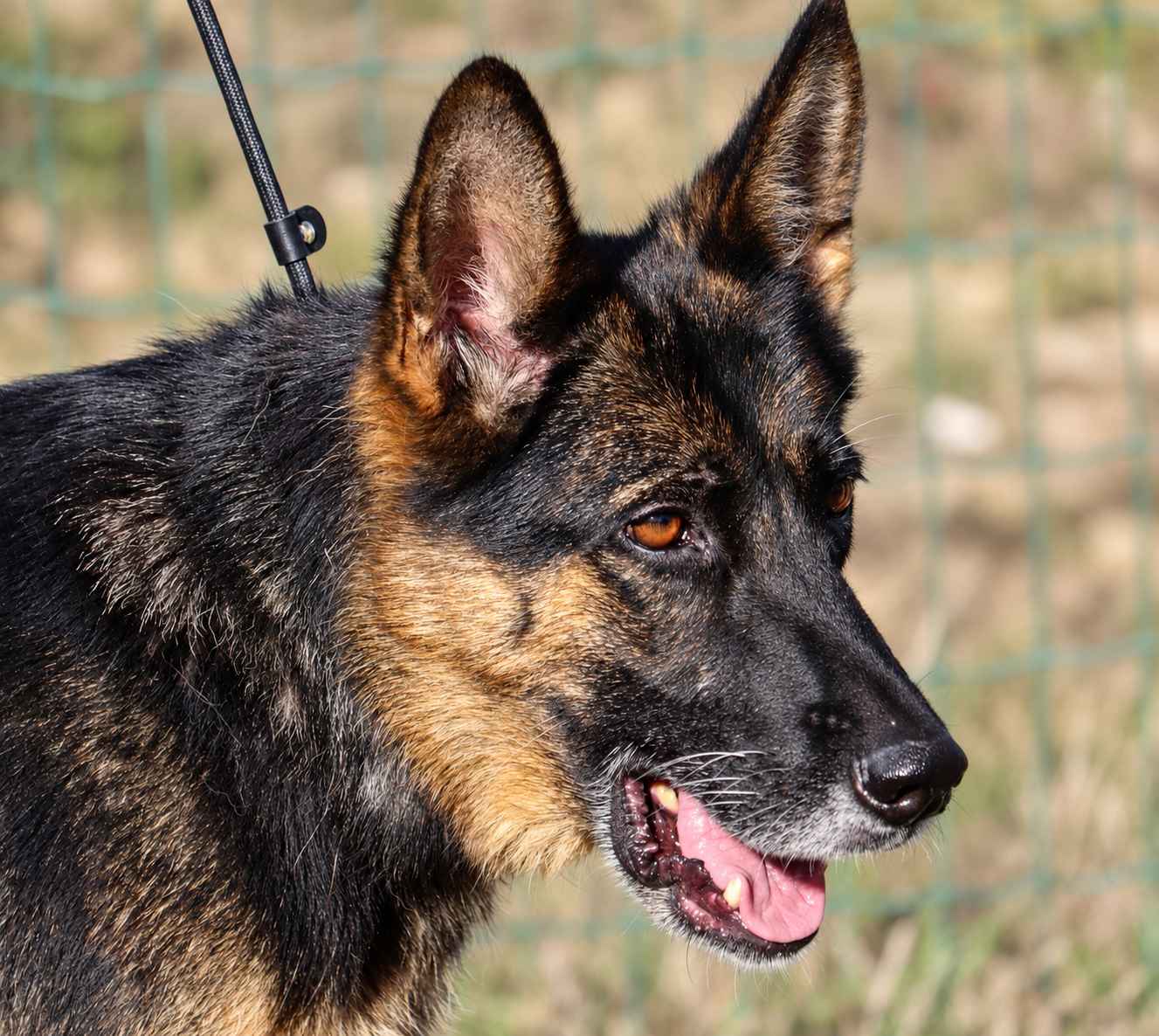 Kira