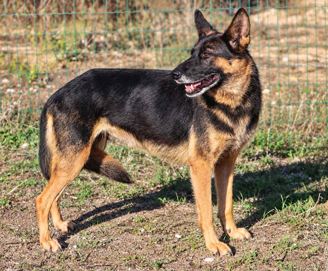 Kira
