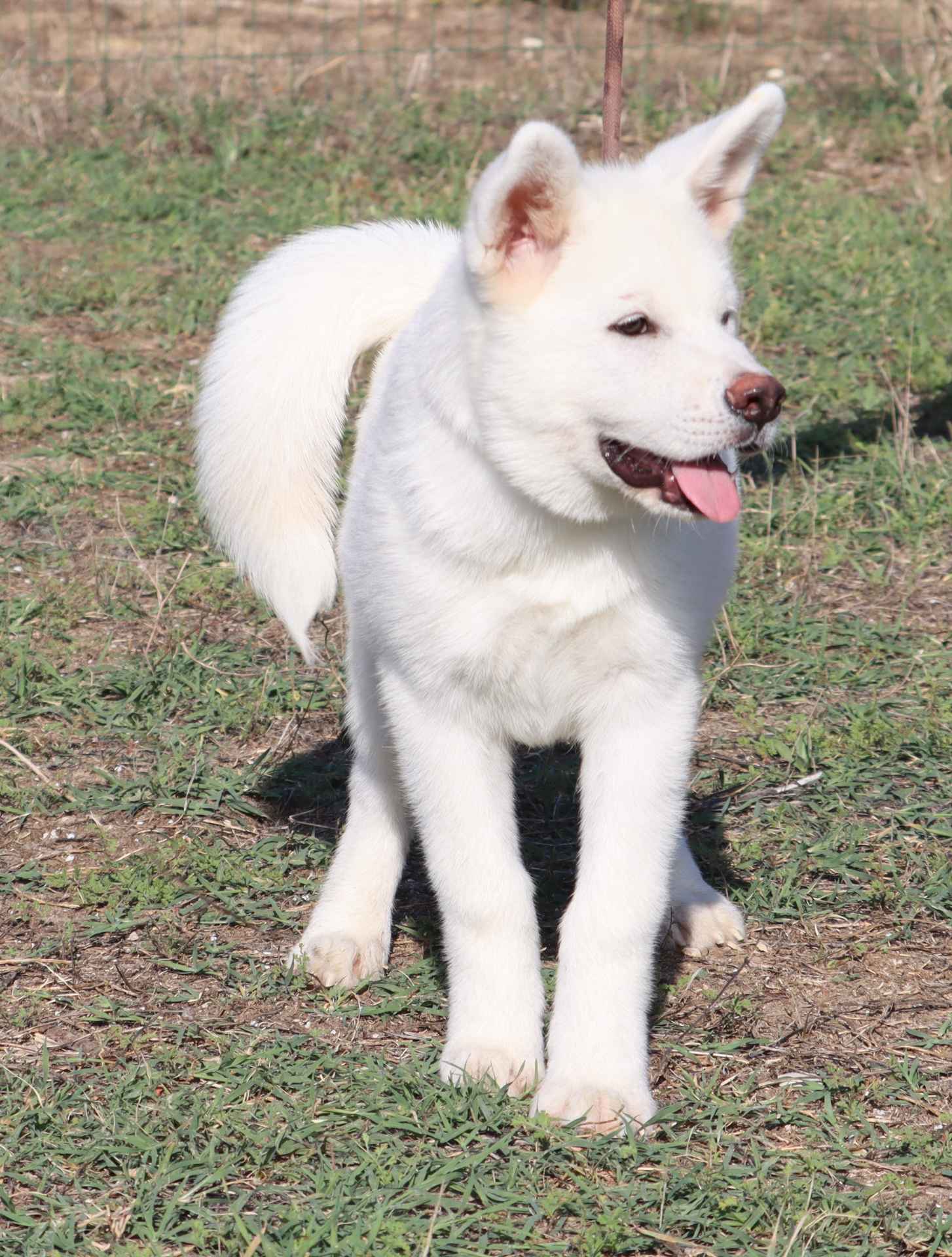 Axel