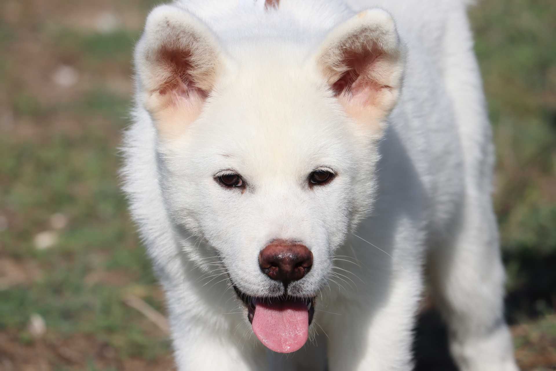 Axel