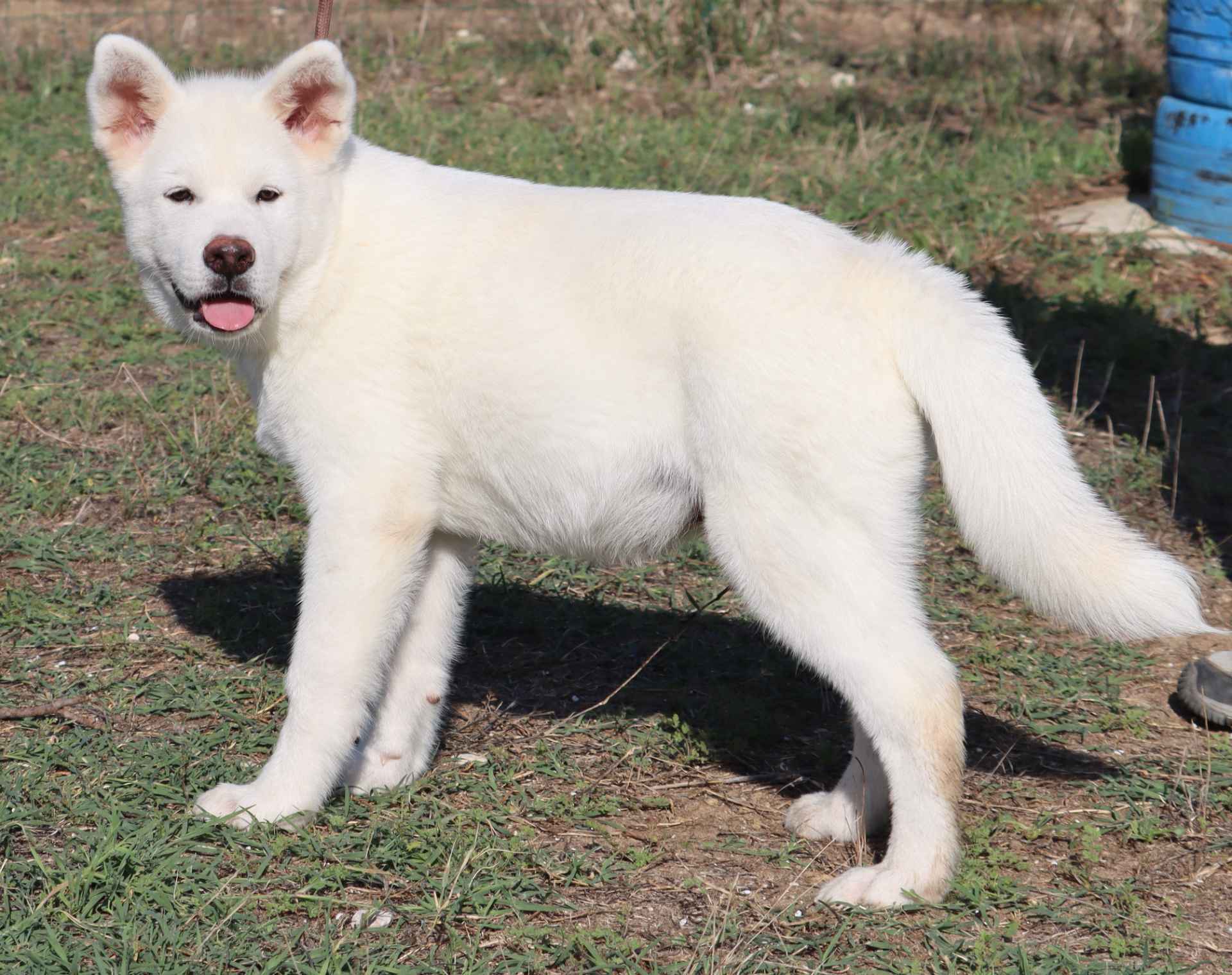Axel