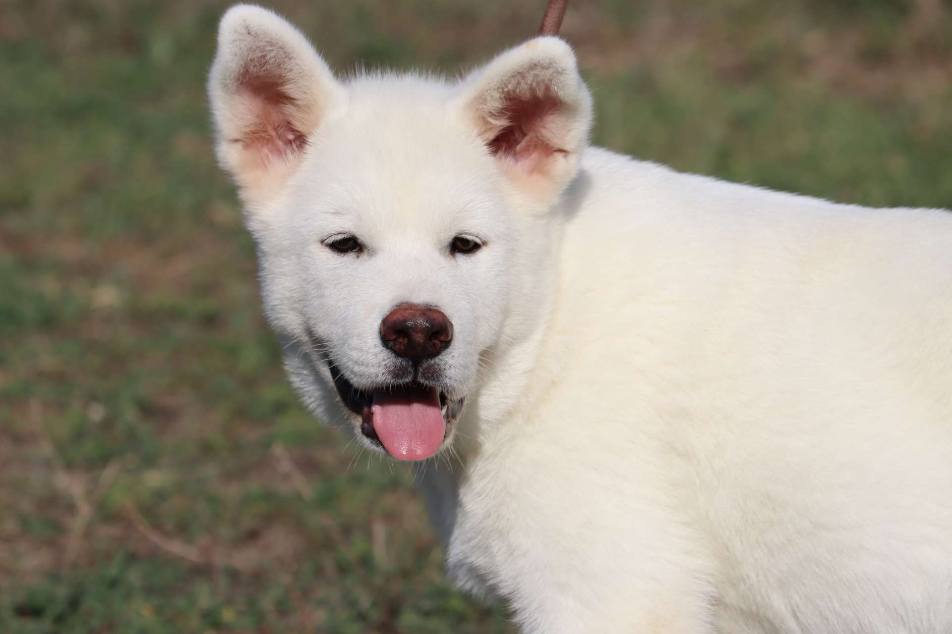 Axel