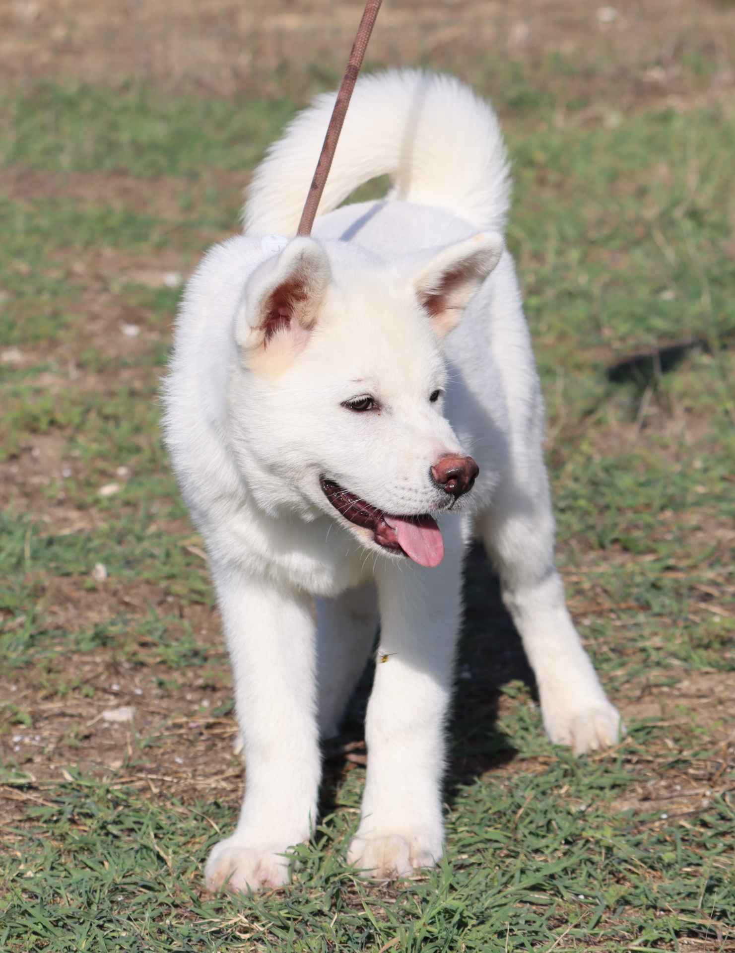 Axel