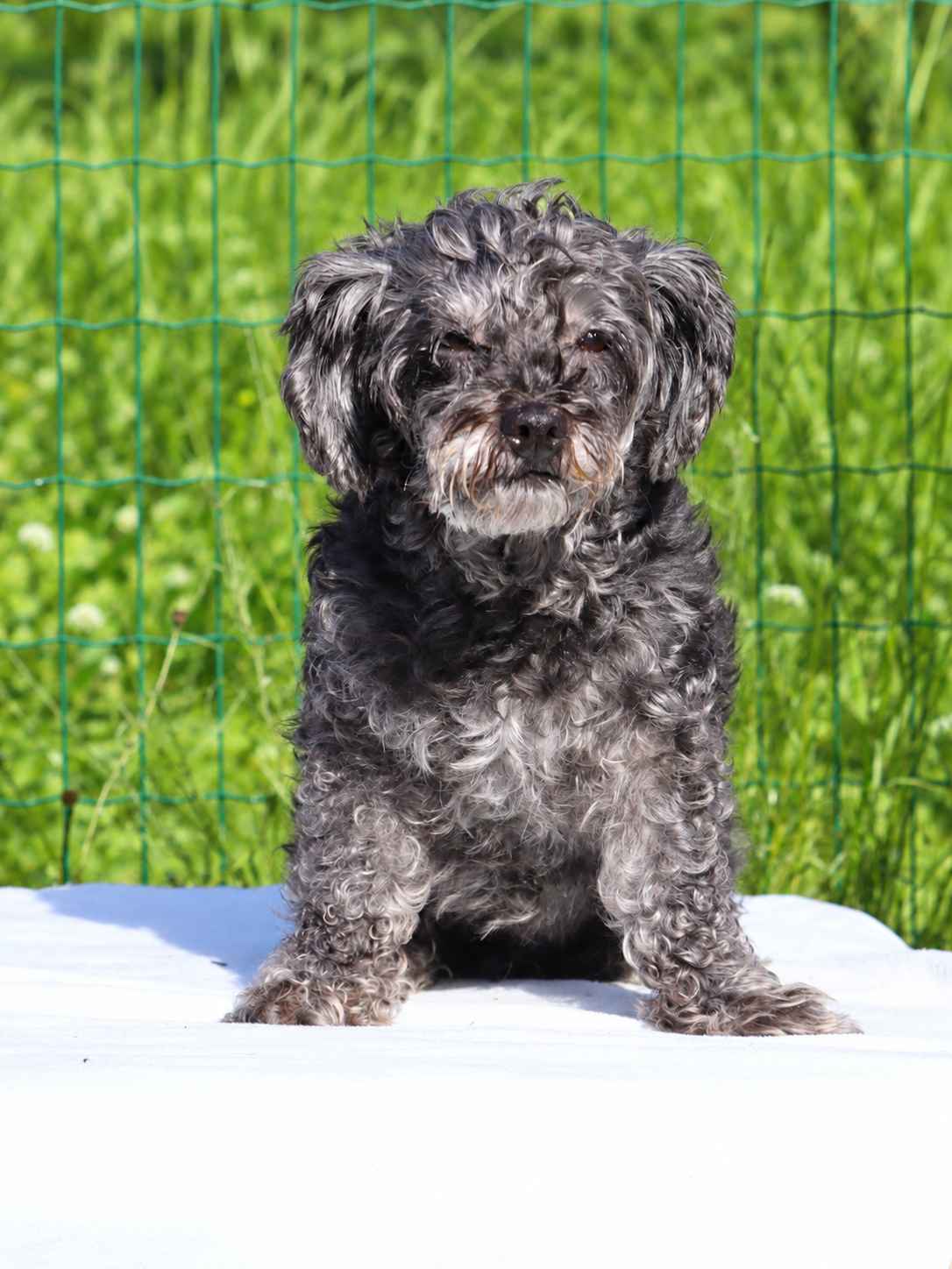 Daisy