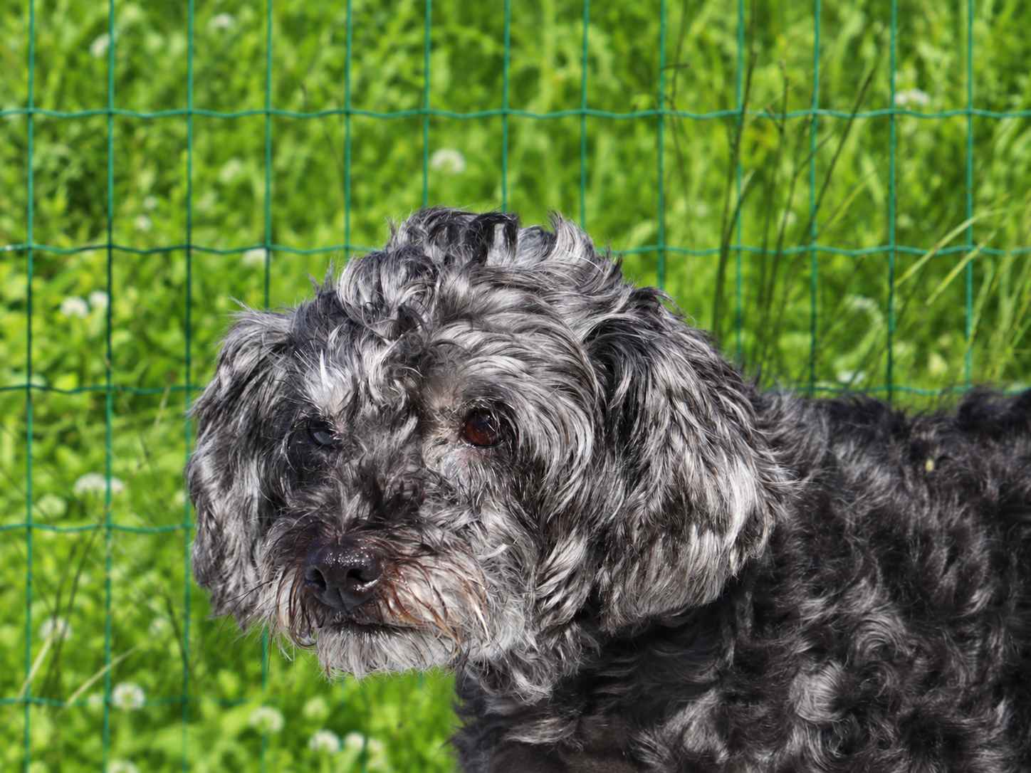 Daisy