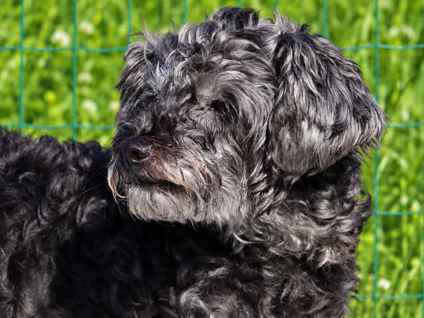 Daisy