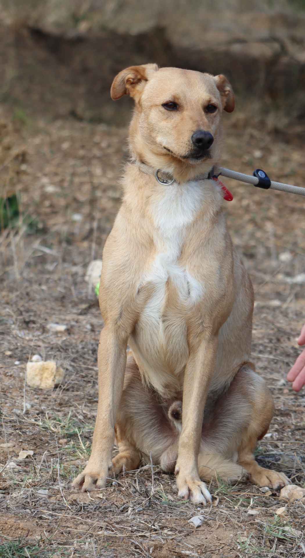 Hatchi