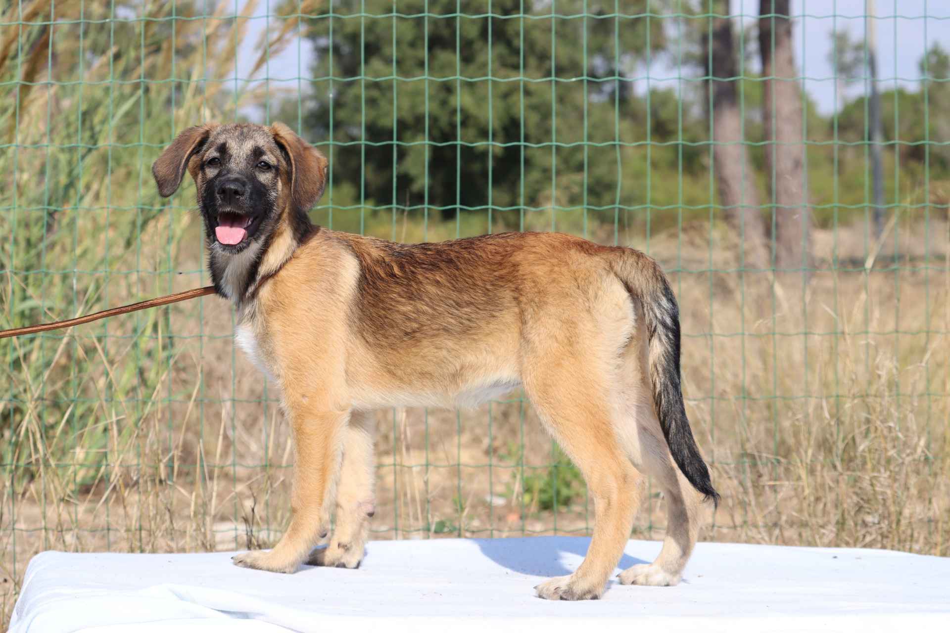 Maya
