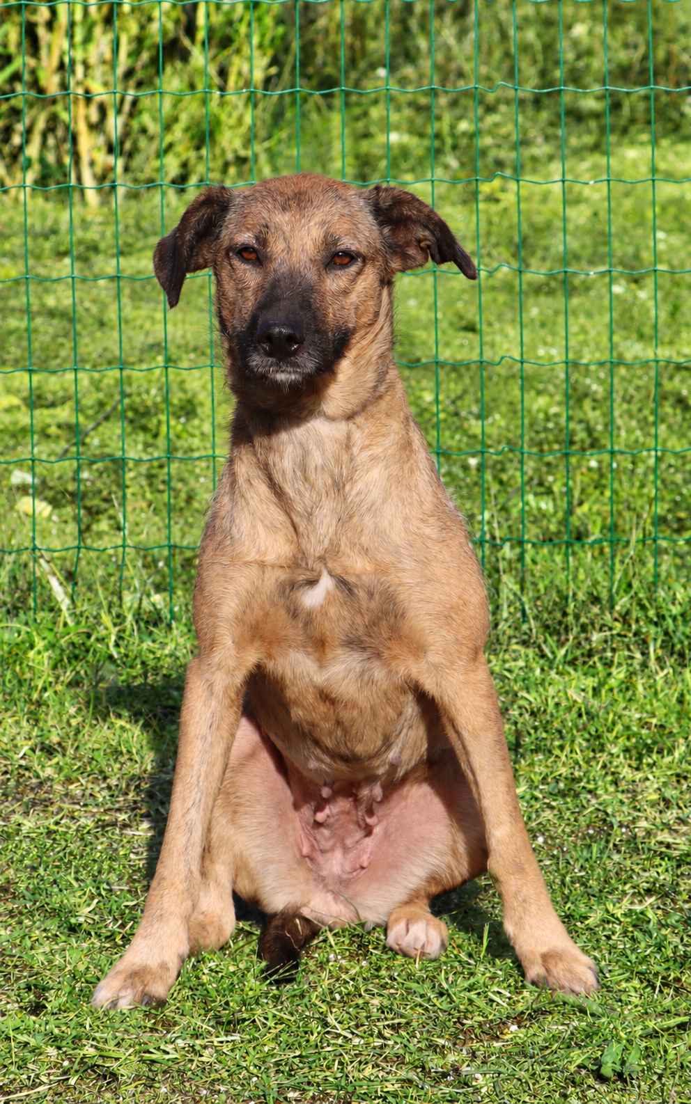 Pipoca