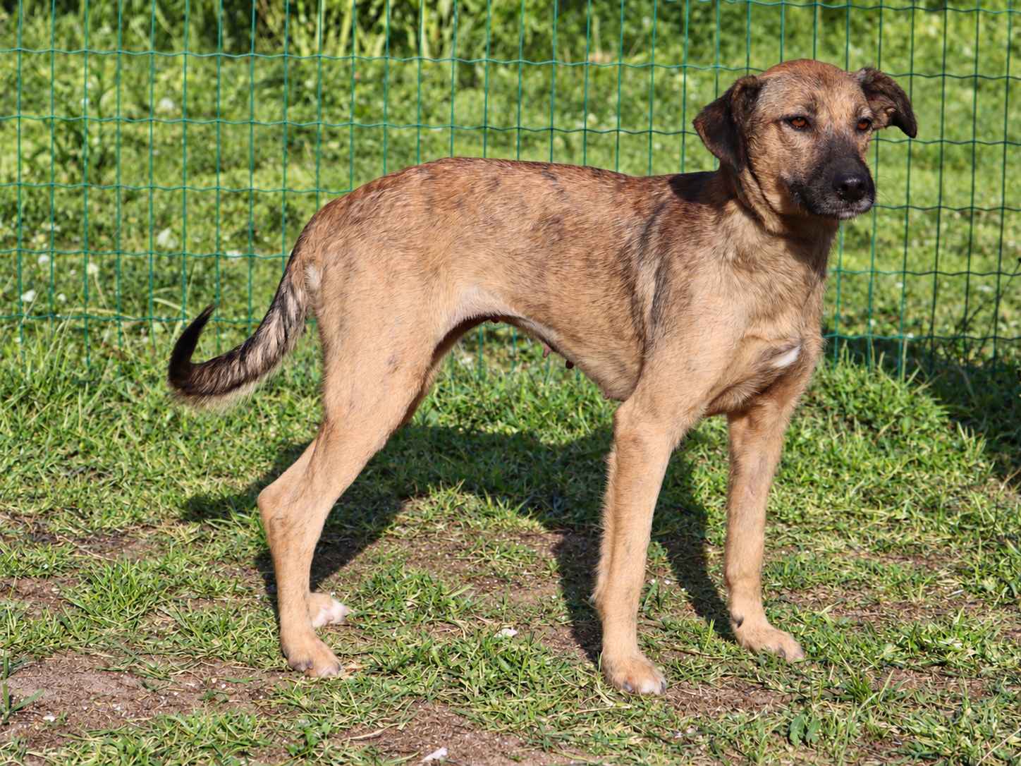 Pipoca