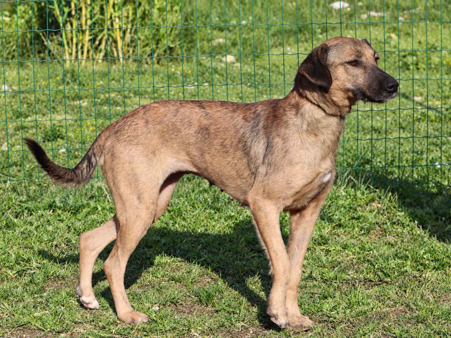 Pipoca