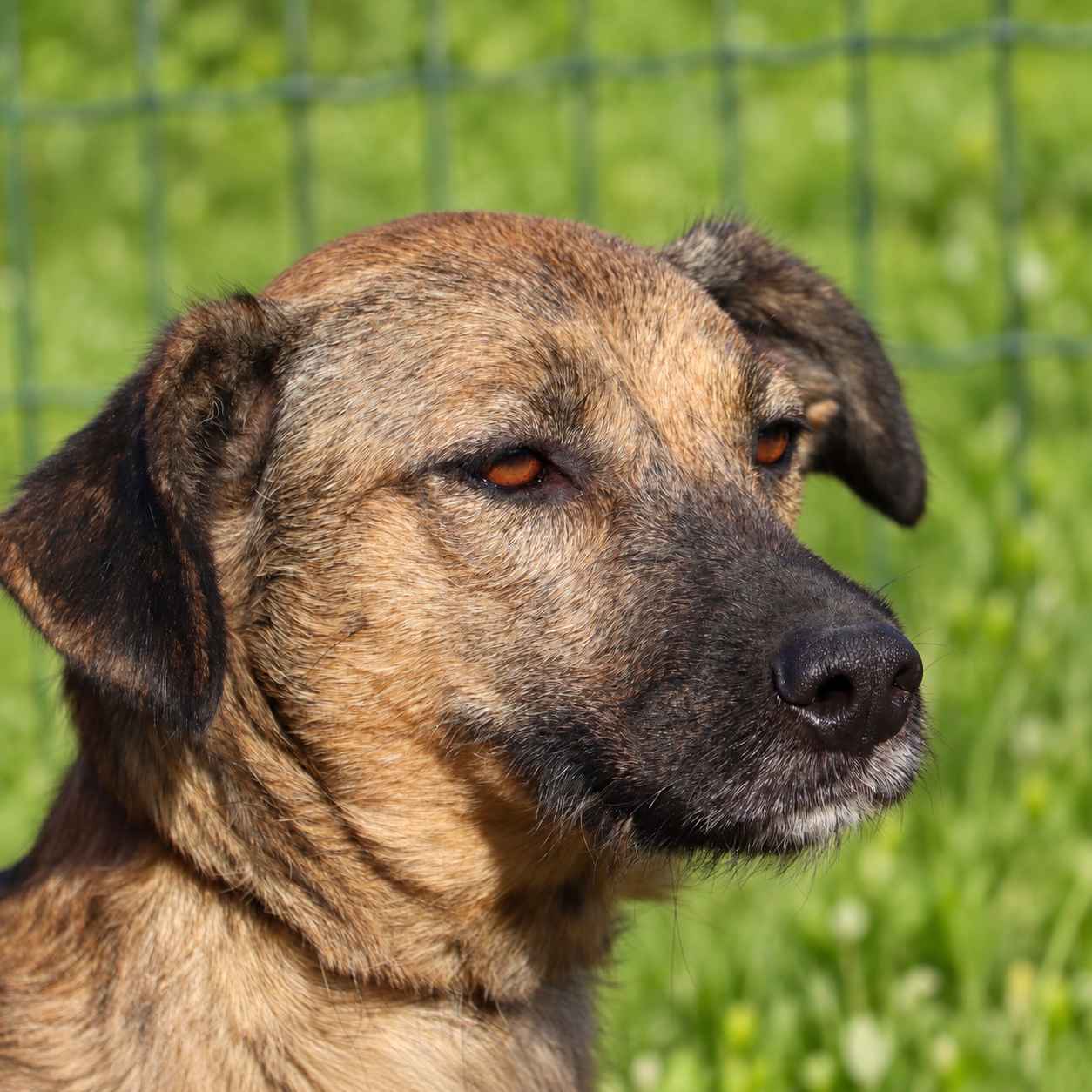 Pipoca
