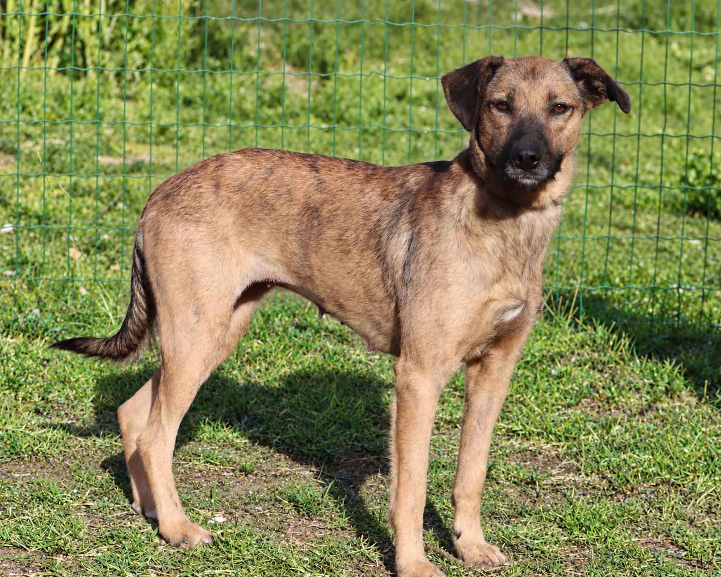 Pipoca